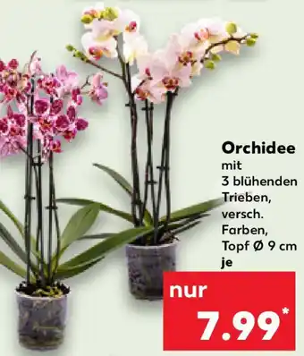 Kaufland Orchidee Angebot