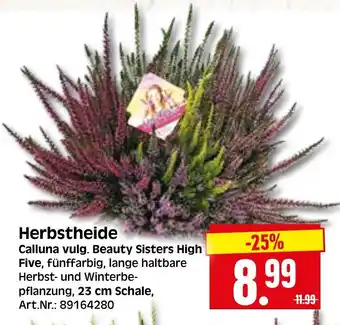 Herkules Baumarkt Herbstheide Angebot