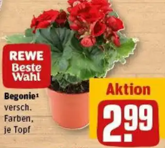 REWE Rewe beste wahl begonie Angebot