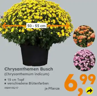 Globus Baumarkt Chrysanthemen Busch Angebot