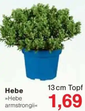 Jawoll Hebe Angebot