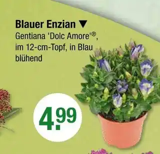 V Markt Blauer enzian Angebot