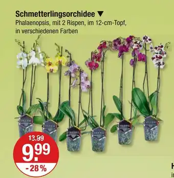 V Markt Schmetterlingsorchidee Angebot