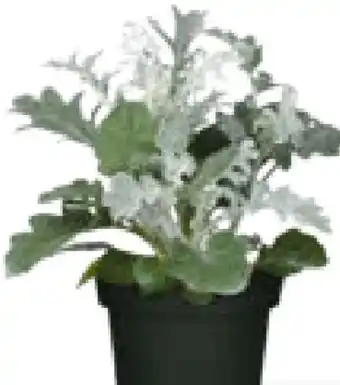 Hagebau Silberblatt Angebot
