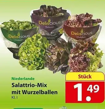 Famila Nord Ost Niederlande Salattrio-mix Mit Wurzelballen Angebot