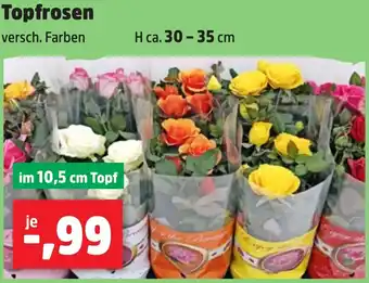 Thomas Philipps Topfrosen Angebot
