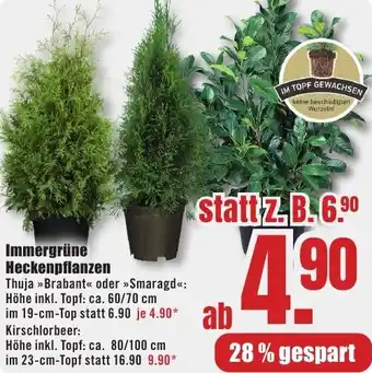 B1 Discount Baumarkt Immergrüne Heckenpflanzen Angebot