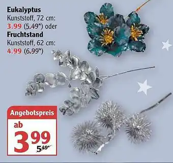 Globus Eukalyptus Oder Fruchtstand Angebot