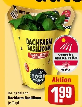 REWE Dachfarm basilikum Angebot