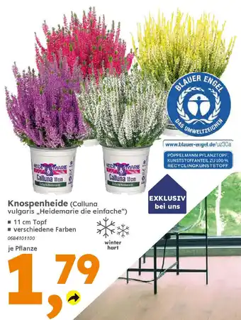 Globus Baumarkt Knospenheide Angebot
