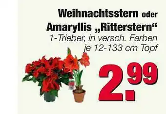 Edeka Scherer Weihnachtsstern Oder Amaryllis „ritterstern“ Angebot