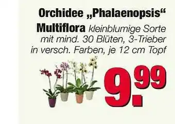 Edeka Scherer Orchidee „phalaenopsis“ Multiflora Angebot