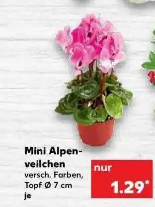 Kaufland Mini Alpenveilchen Angebot