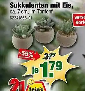 SB Lagerkauf Sukkulenten Mit Eis Angebot