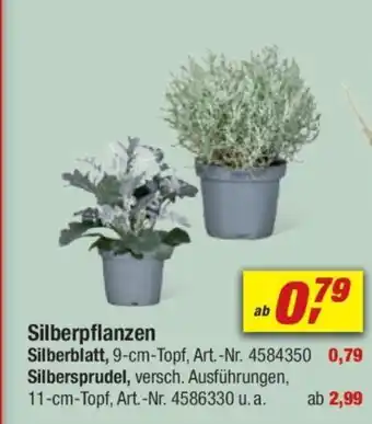 toom Baumarkt Silberpflanzen Angebot