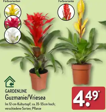 Aldi Nord GARDENLINE Guzmanie/Vriesea Angebot