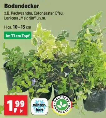Thomas Philipps Bodendecker Angebot