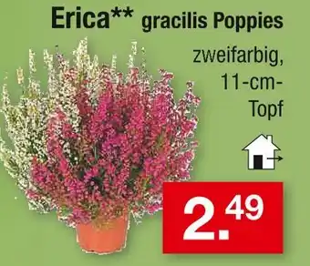Zimmermann Erica gracilis poppies Angebot