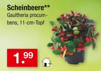 Zimmermann Scheinbeere Angebot