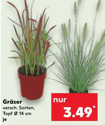 Kaufland Gräser Angebot