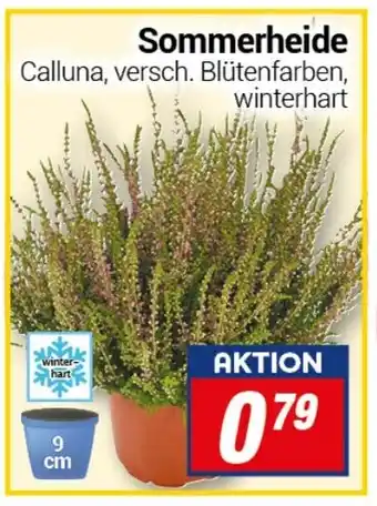 CENTERSHOP Sommerheide Angebot
