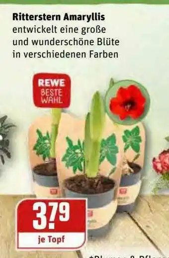 REWE Kaufpark Ritterstern Amaryllis Angebot