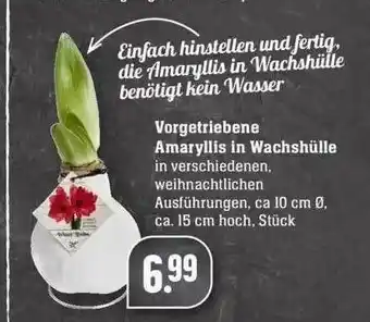 Edeka Vorgetriebe Amaryllis In Wachshülle Angebot