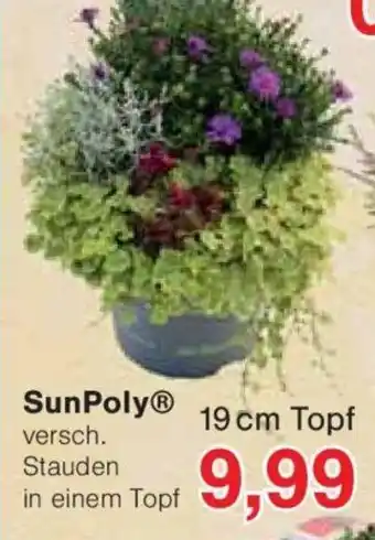 Jawoll SunPoly Angebot