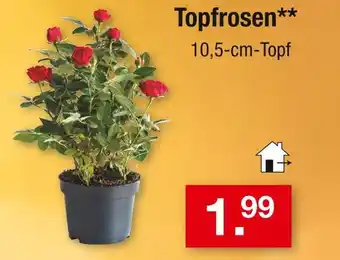 Zimmermann Topfrosen Angebot