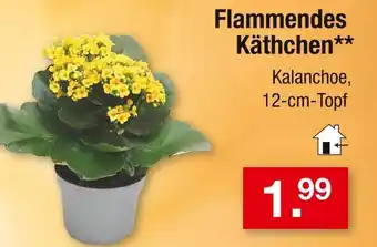 Zimmermann Flammendes käthchen Angebot