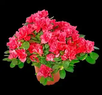 PENNY Azaleen Angebot