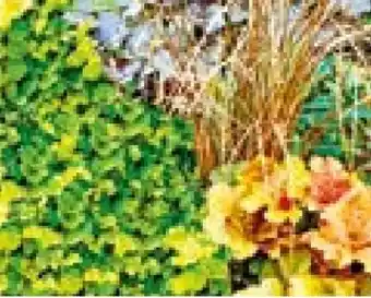 Hellweg Herbstzauber Angebot