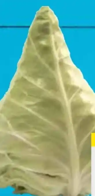 E-Center Spitzkraut Angebot