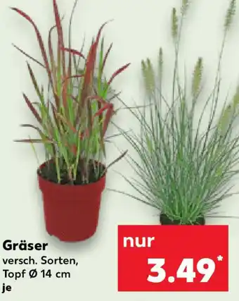Kaufland Gräser Angebot