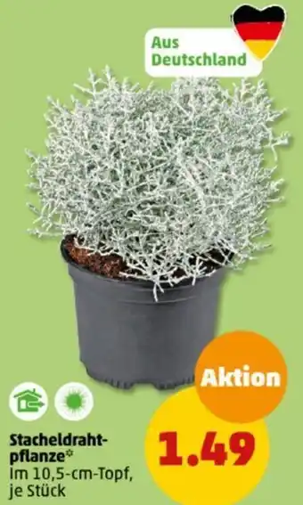 PENNY Stacheldraht- pflanze Angebot