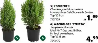 Dehner Koniferen, Wacholder 'stricta' Angebot