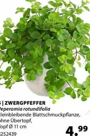 Dehner Zwergpfeffer Angebot