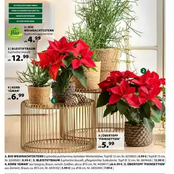 Dehner Bio Weihnachtsstern Angebot