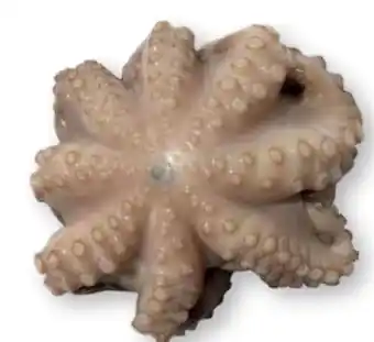 Scheck-in-Center Pulpo-Blume Angebot