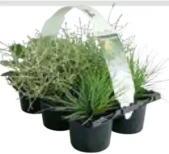 Hellweg Herbstpflanzen Silberner Herbst Angebot