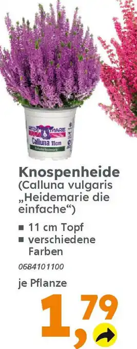 Globus Baumarkt Knospenheide (Calluna vulgaris ,,Heidemarie die einfache") Angebot