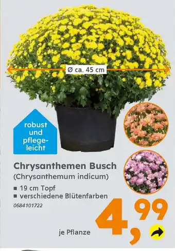 Globus Baumarkt Chrysanthemen Busch (Chrysanthemum indicum) Angebot