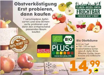 Globus Baumarkt Bio Obstbäume Angebot