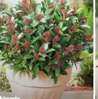Hagebau Blütenskimmie Skimmia Rubella Angebot