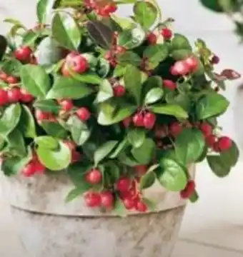 Hagebau Scheinbeere Gaultheria procumbens Angebot
