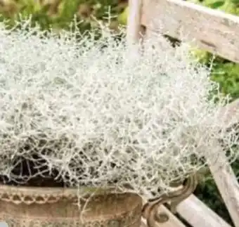 Hagebau Calocephalus Stacheldraht Angebot