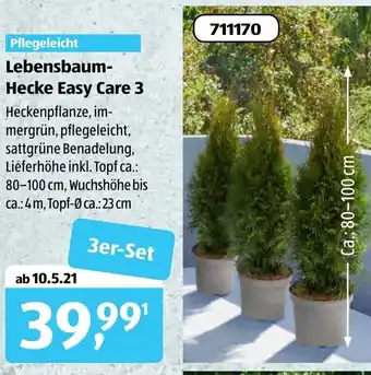 Aldi Süd Lebensbaum Hecke Easy Care 3 Angebot