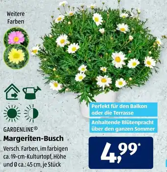 Aldi Süd Gardenline Margeriten Busch Angebot