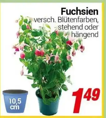 CENTERSHOP Fuchsien Angebot