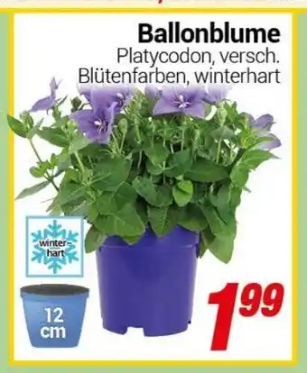 CENTERSHOP Ballonblume Angebot